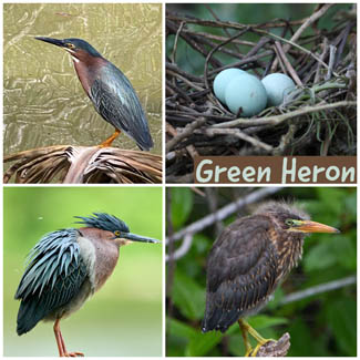 Green Heron